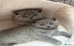 British Shorthair cats for sale: Beautiful blue British shorthair kitten  - Image 1