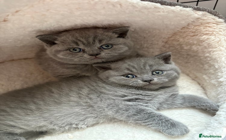 British Shorthair cats - Advert 9