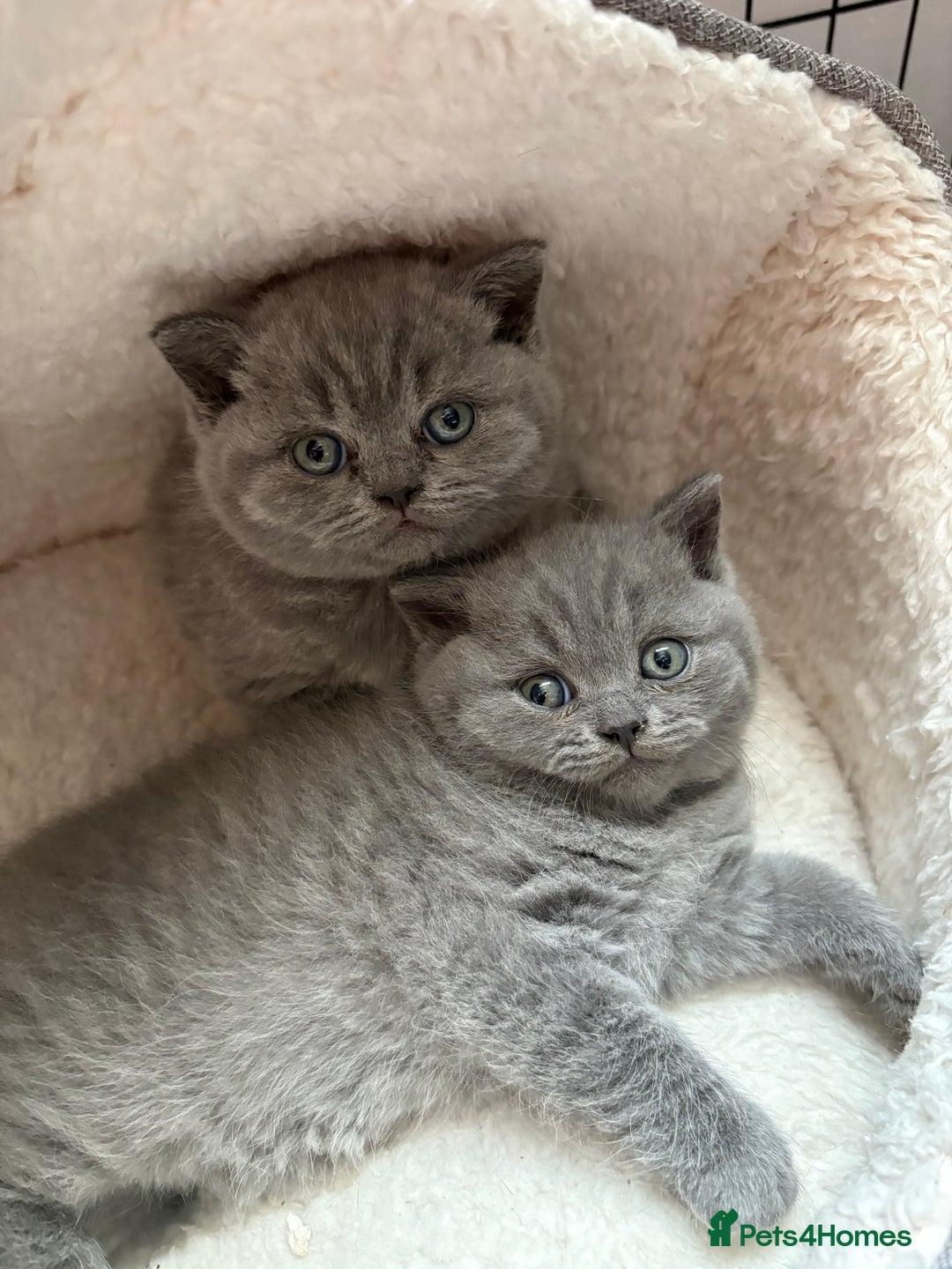 British Shorthair cats for sale: Beautiful blue British shorthair kitten  - Image 1