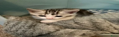 Bengal 4