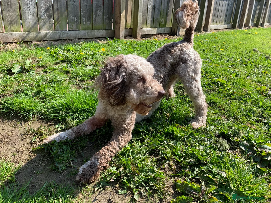 Cockapoo dogs for stud: MERLE F1b MINIATURE COCKAPOO at stud in Rowlands Gill - Advert 12