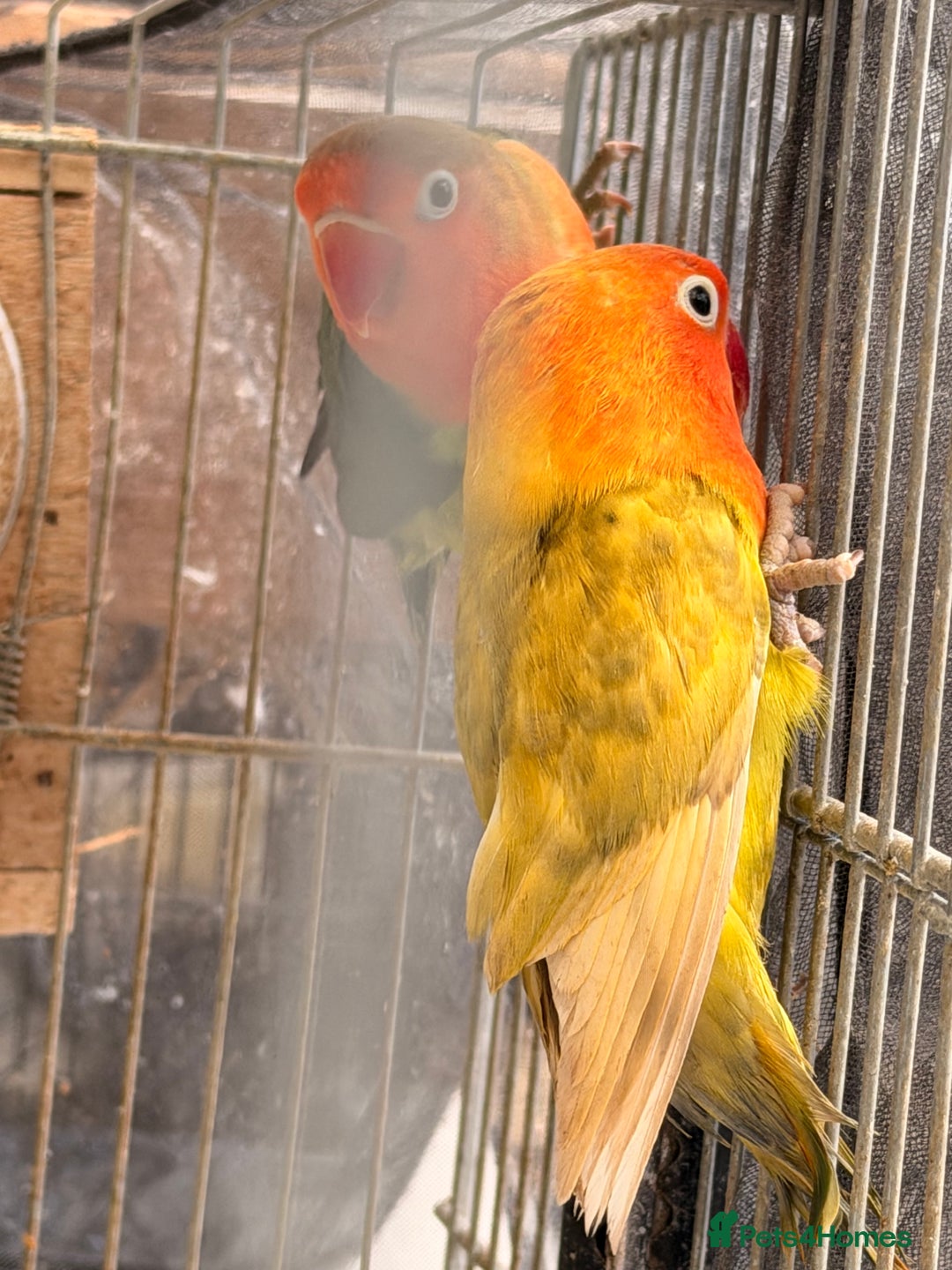 Lovebirds birds for sale: Lovebirds are looking for new home - Advert 6