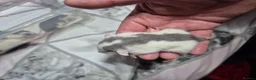 Rat rodents for sale: Baby Dumbo Rats - Advert 8
