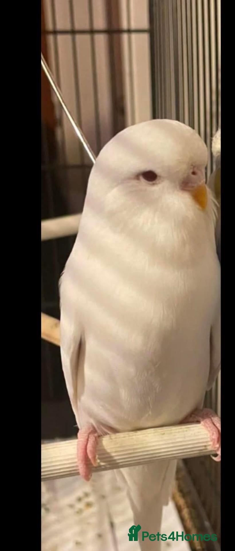 Budgerigars birds White budgie - Advert 1