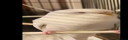 Budgerigars birds for sale: White budgie in Llanelli - Advert 1