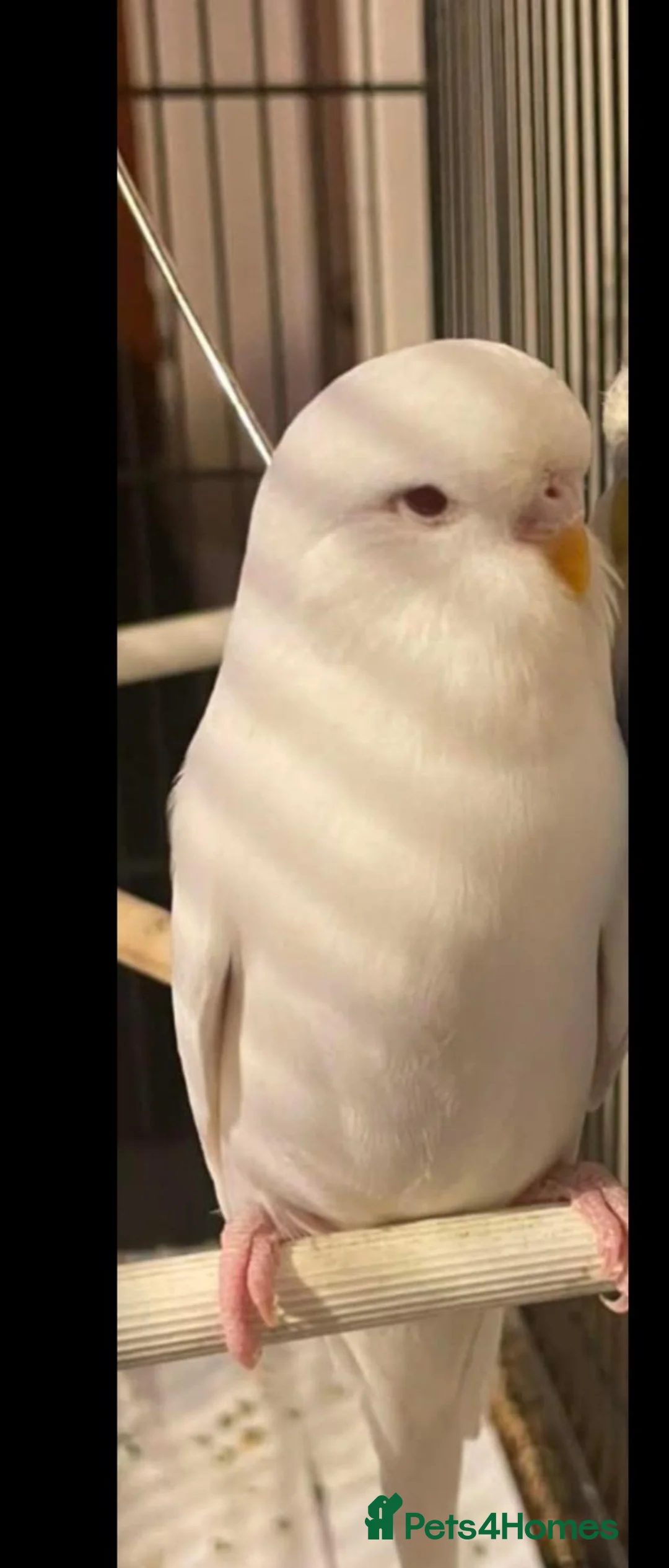 Budgerigars birds for sale: White budgie in Llanelli - Advert 1