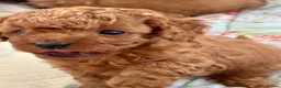 Cavapoo dogs for sale: Stunning red toy’s- Health Tested - KC parents - Advert 23