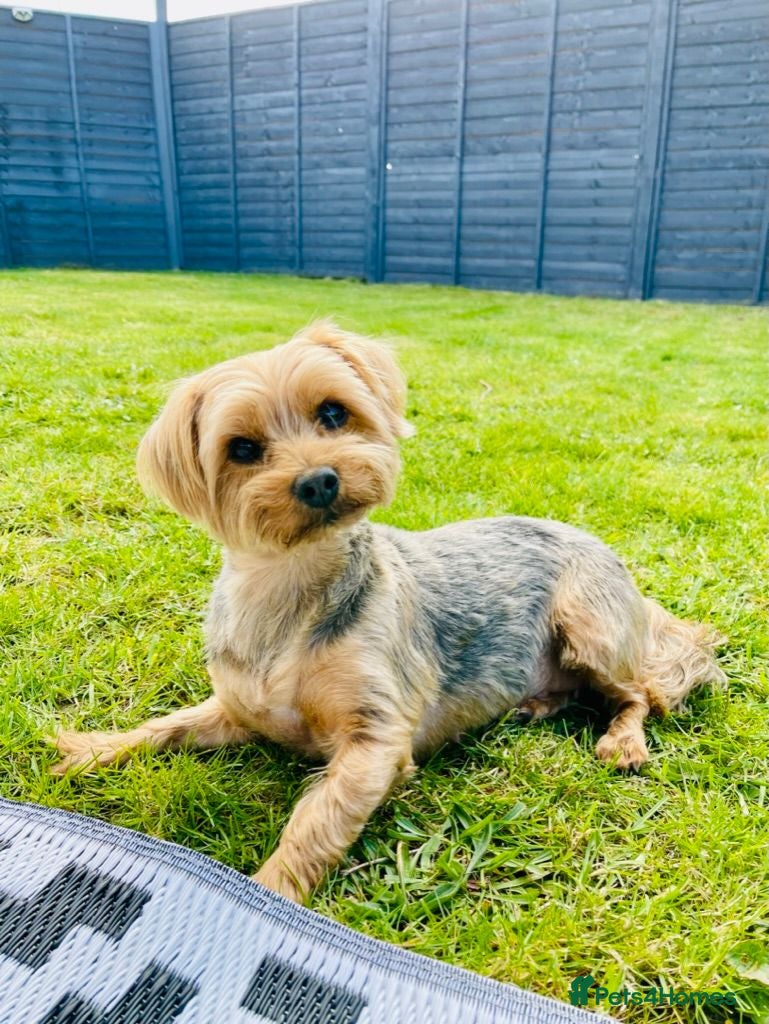 Yorkshire Terrier dogs Stunning Blue & Gold Yorkshire Terrier Puppies - Advert 1