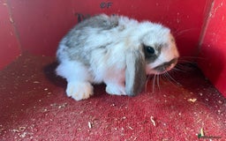 Mini Lop rabbits for sale: Mini lop baby rabbits ready now  - Image 6