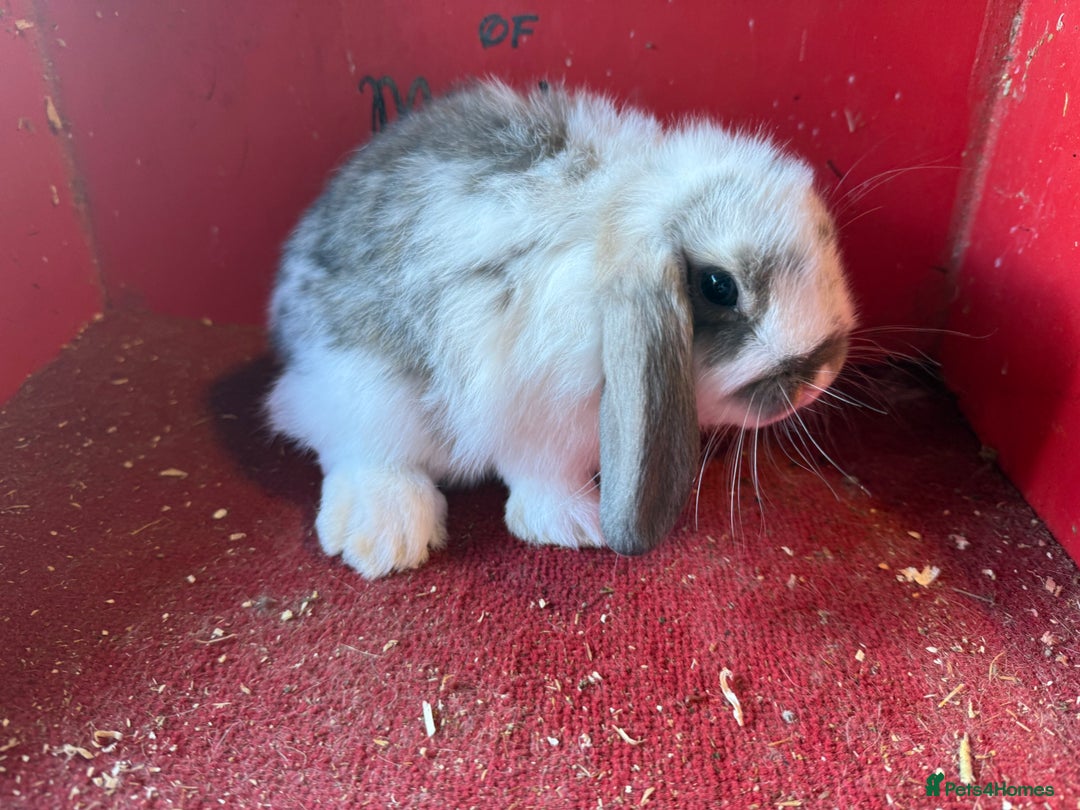 Mini Lop rabbits for sale: Mini lop baby rabbits ready now  - Image 6