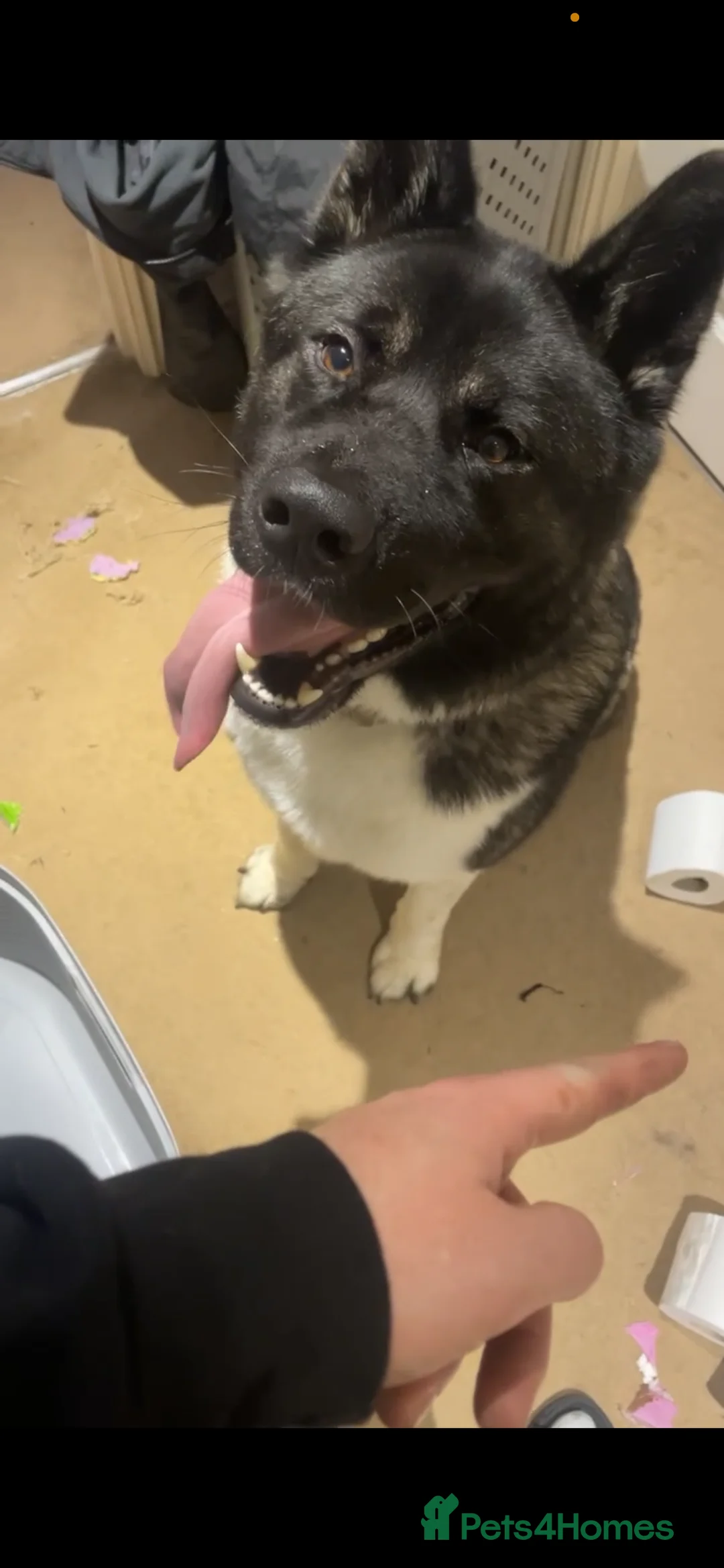 Akita dogs for stud: Looking to breed Bear with another American Akita  - Advert 9