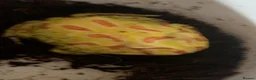 Frog reptiles for sale: Pac-Man frogs cb26  - Advert 14