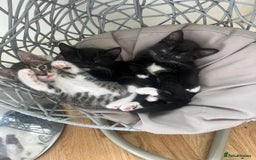 Mixed Breed cats for sale: Gorgeous Kittens - Image 5