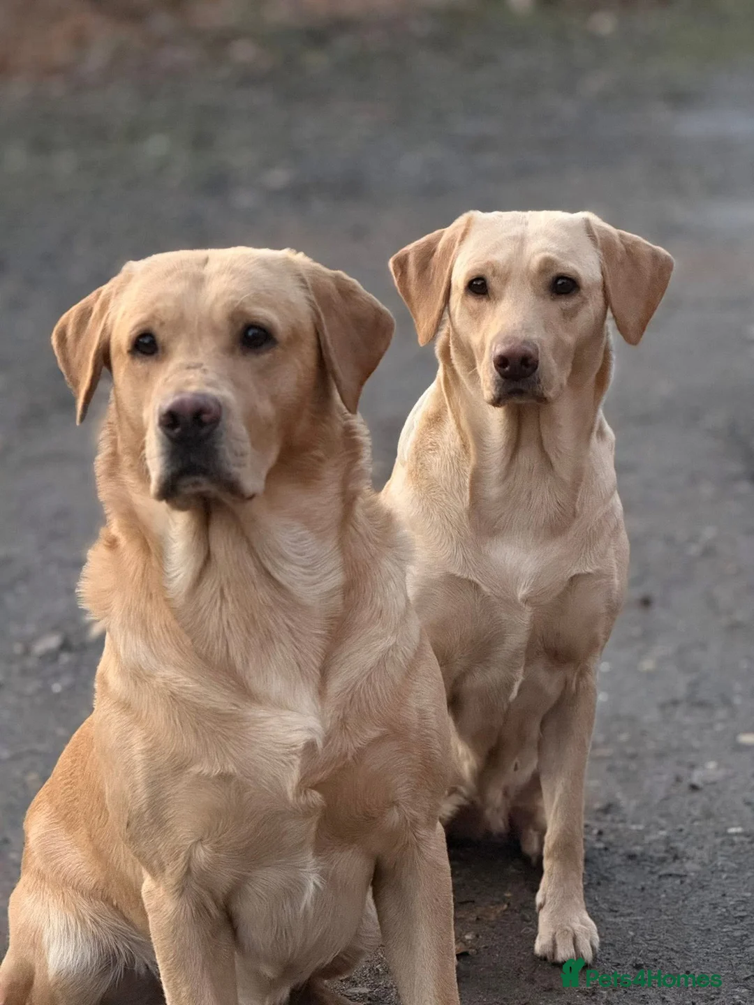 Labrador Retriever dogs for sale: Ftch sired litter proven working dogs  - Advert 5