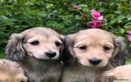 Miniature Dachshund dogs for sale: Miniature long coated dachshunds  in Craven Arms - Image 6
