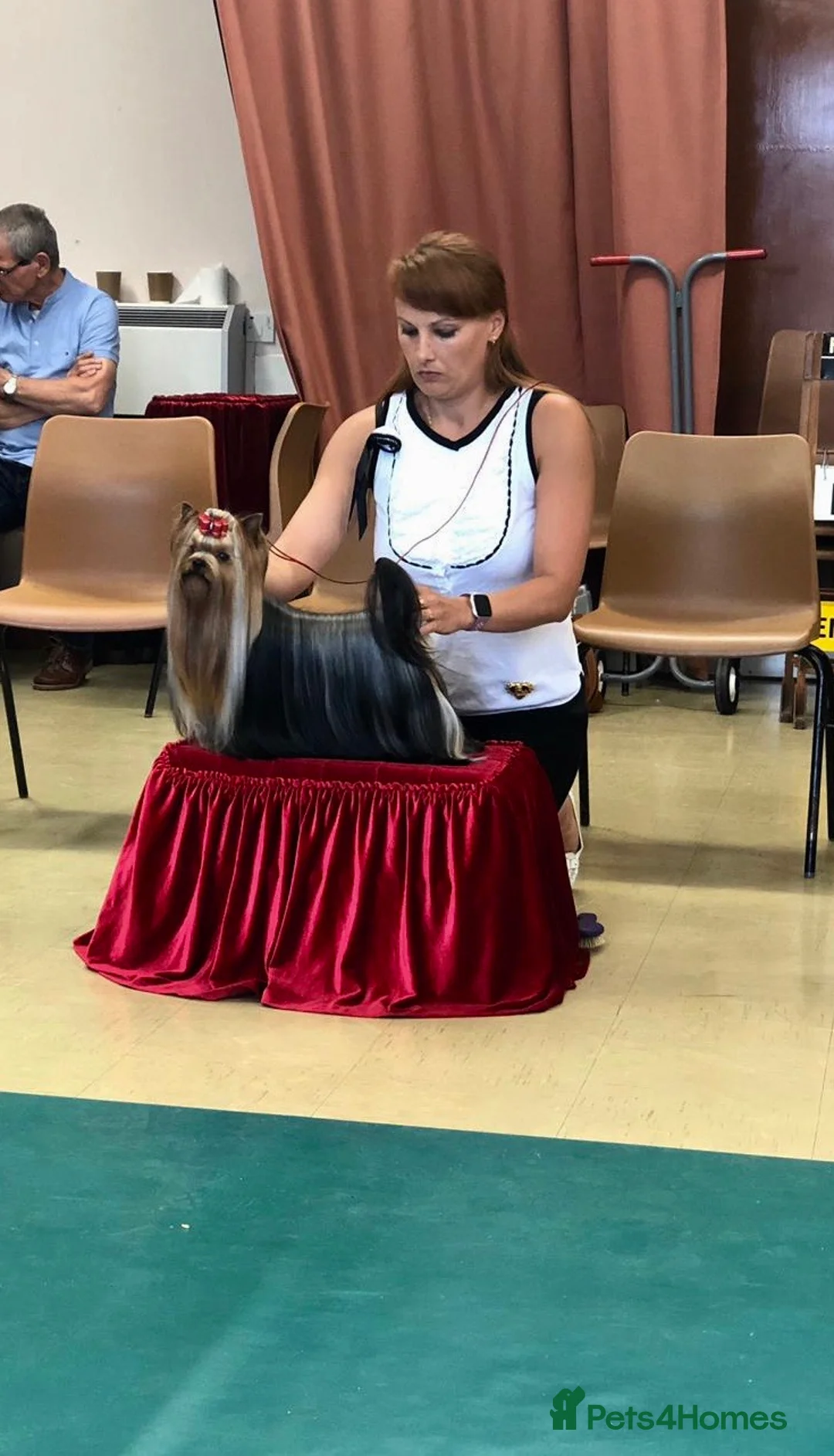 Yorkshire Terrier dogs for stud: Stunning UK champion small stud dog DNA tested in Rotherham - Advert 11