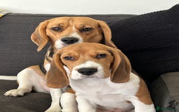 Beagle dogs for sale: Beagle  - Image 19
