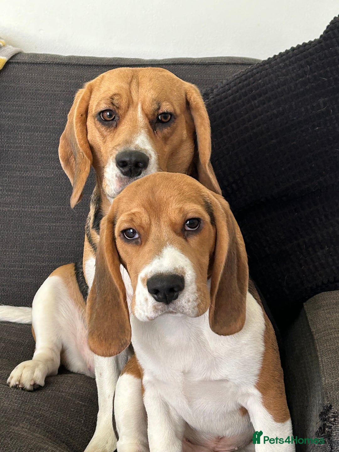 Beagle dogs for sale: Beagle  - Image 19