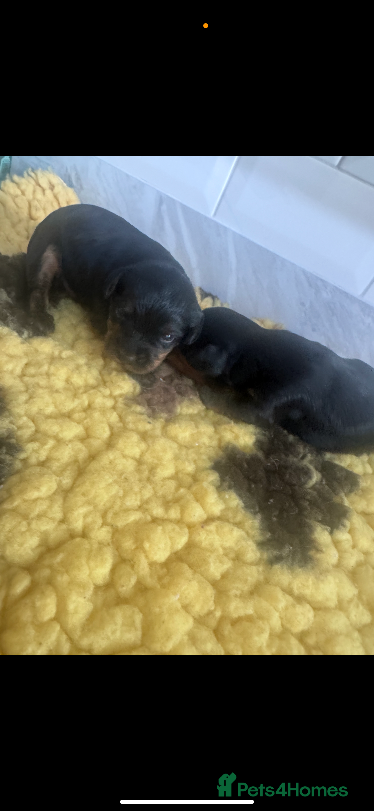 Yorkiepoo dogs Gorgeous litter of yorkipoos - Advert 3