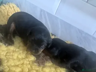 Yorkiepoo dogs Gorgeous litter of yorkipoos - Advert 3