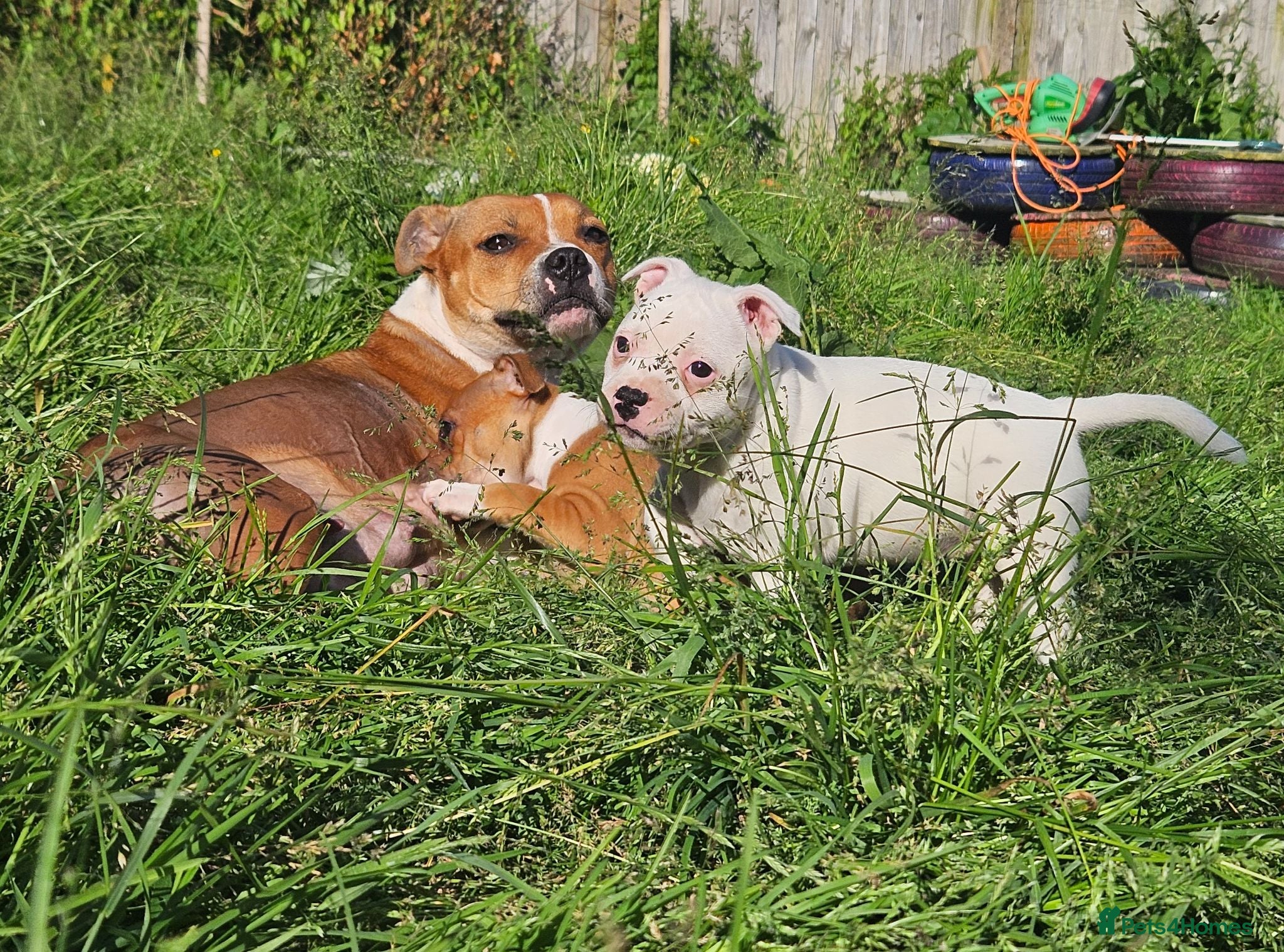 Staffordshire Bull Terrier dogs KC Registered solid white female - Advert 2