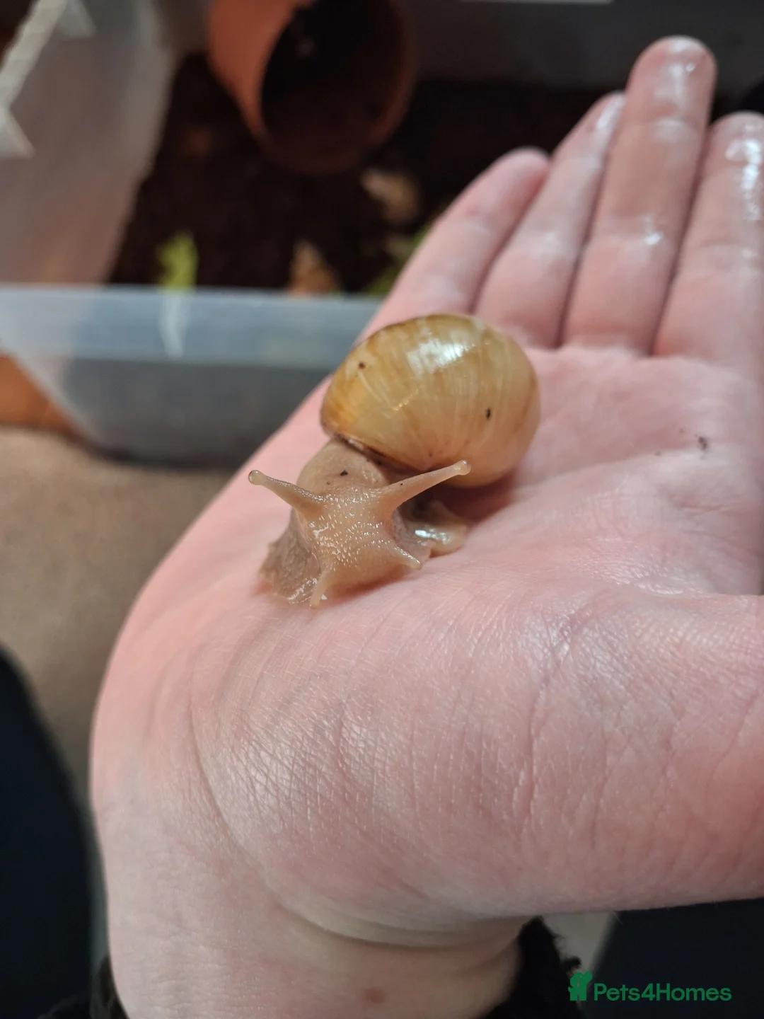 Snails invertebrates for sale: Giant african land snails for sale  - Advert 3
