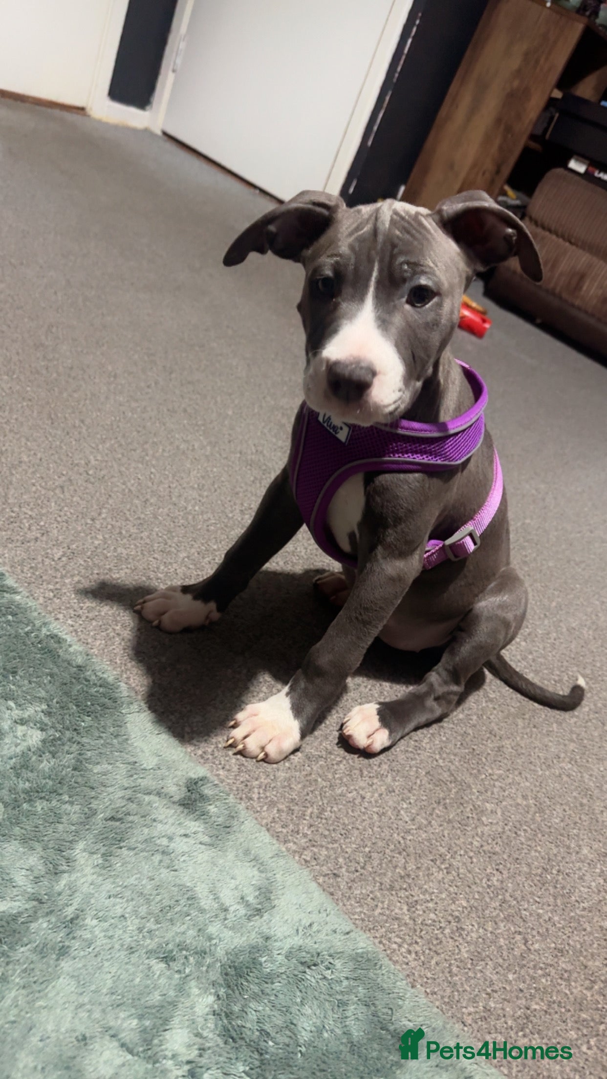 Mixed Breed dogs Staffy x Olde English bulldog - Advert 2