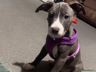 Mixed Breed dogs Staffy x Olde English bulldog - Advert 1