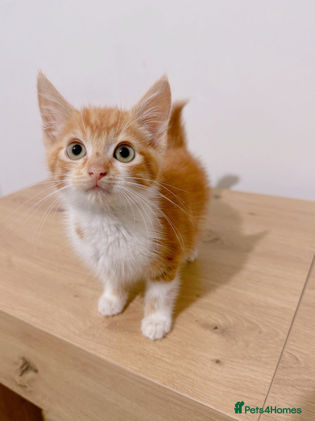 Mixed Breed cats Fiji, Ginger and white male kitten - Advert 1