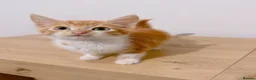 Mixed Breed cats for sale: Fiji, Ginger and white male kitten - Advert 1