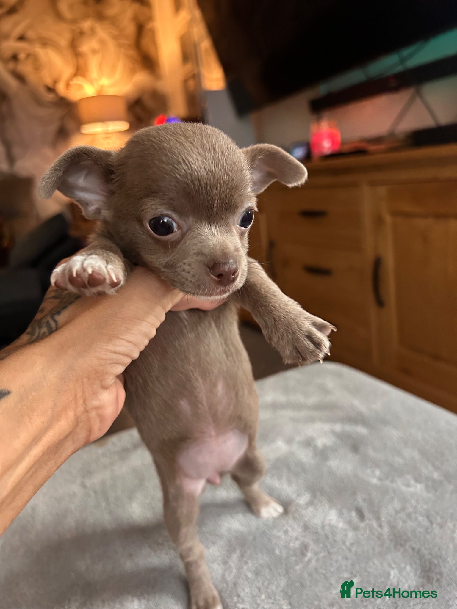 Chihuahua dogs Tiny chihuahua girl LAST ONE 💕 - Advert 5