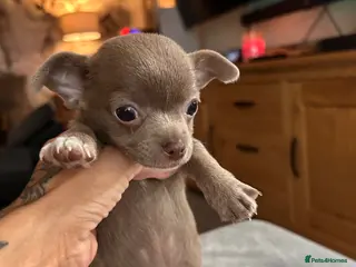 Chihuahua dogs Tiny chihuahua girl LAST ONE 💕 - Advert 5