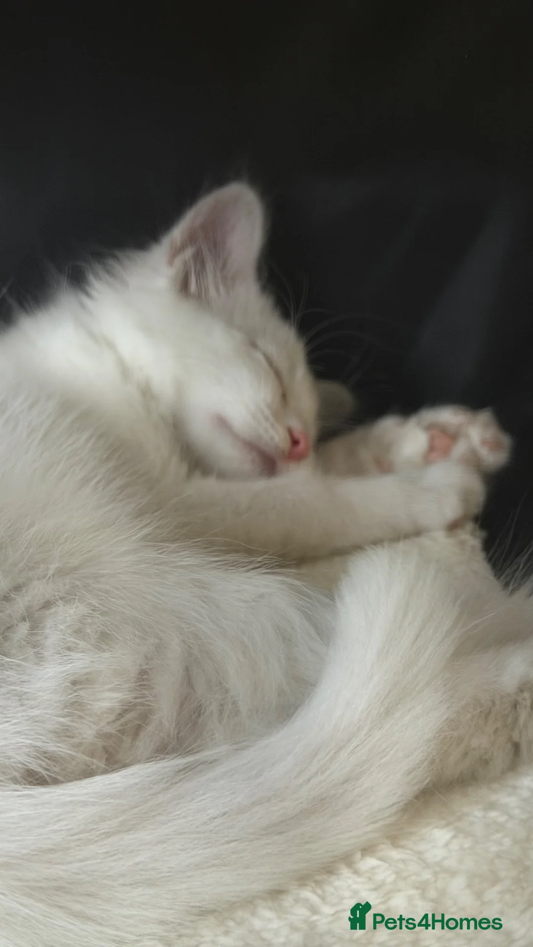 Turkish Angora cats for sale: 🤍 Beautiful White Kitten - Advert 2