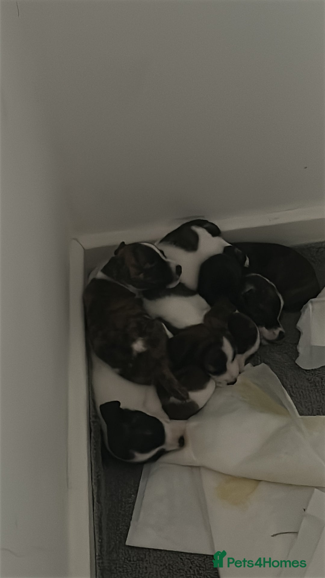 Jack Russell dogs for sale: Beautiful jack russle puppies - Image 17