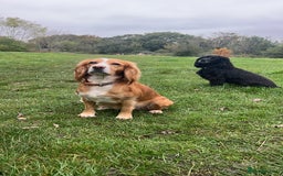 Cocker Spaniel dogs for sale: Beautiful working cocker spaniels.  - Advert 6