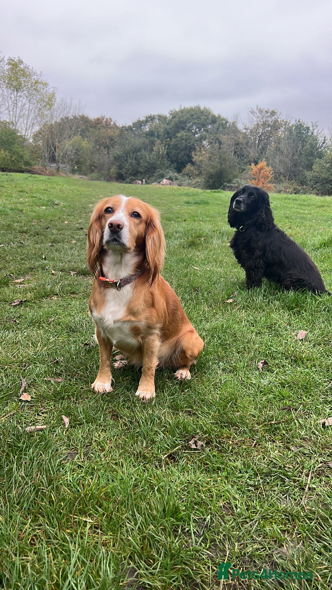Cocker Spaniel dogs for sale: Beautiful working cocker spaniels.  - Advert 6