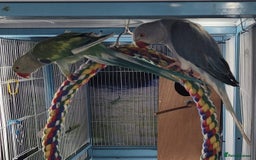 Ringnecks birds for sale: Pair of Indian ring necks  - Image 1