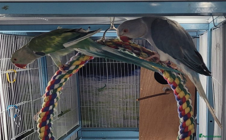 Ringnecks birds - Advert 6