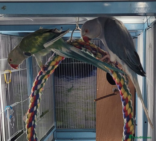 Ringnecks birds - Advert 8
