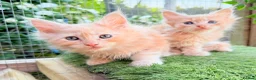 Maine Coon cats for sale: Maine Coon Kittens can be TICA reg  in Dorking - Advert 4