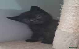 Brazilian Shorthair cats for sale: British shorthair Cross kittens - Image 9