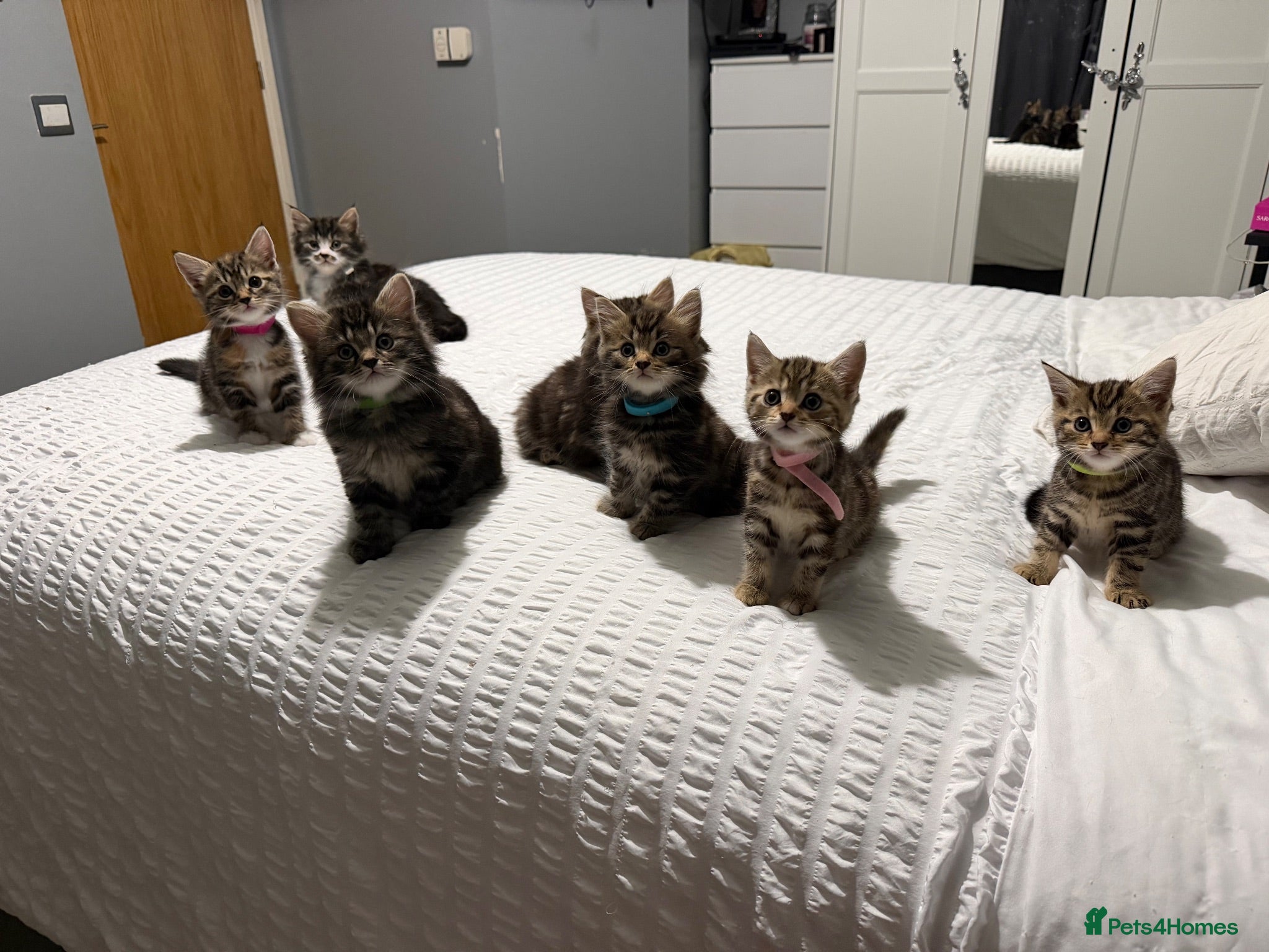 Mixed Breed cats BEAUTIFUL HOME REARED TABBY KITTENS ready 19/08/26 - Advert 1