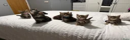 Mixed Breed cats for sale: BEAUTIFUL HOME REARED TABBY KITTENS ready 19/08/26 - Advert 1