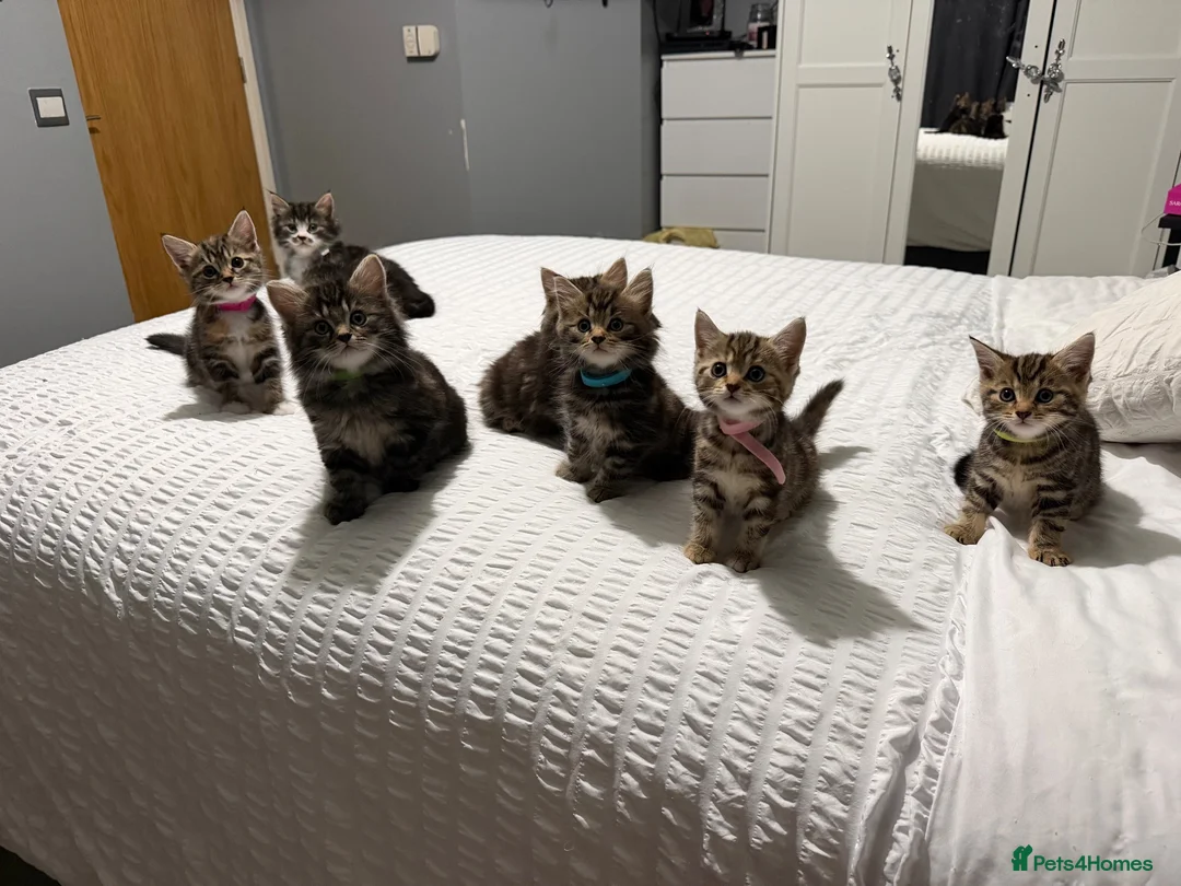 Mixed Breed cats for sale: BEAUTIFUL HOME REARED TABBY KITTENS ready 19/08/26 - Advert 1