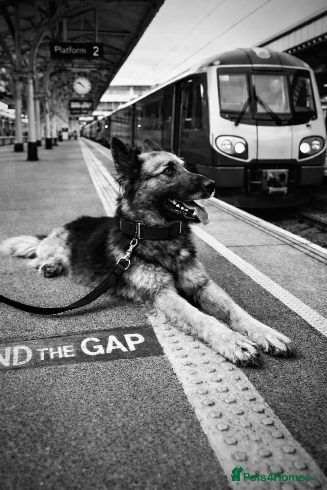 German Shepherd dogs for sale: German shepherd  - Advert 9