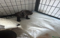 Cocker Spaniel dogs for sale: KC FTCH working cocker spaniel puppy’s  - Image 31