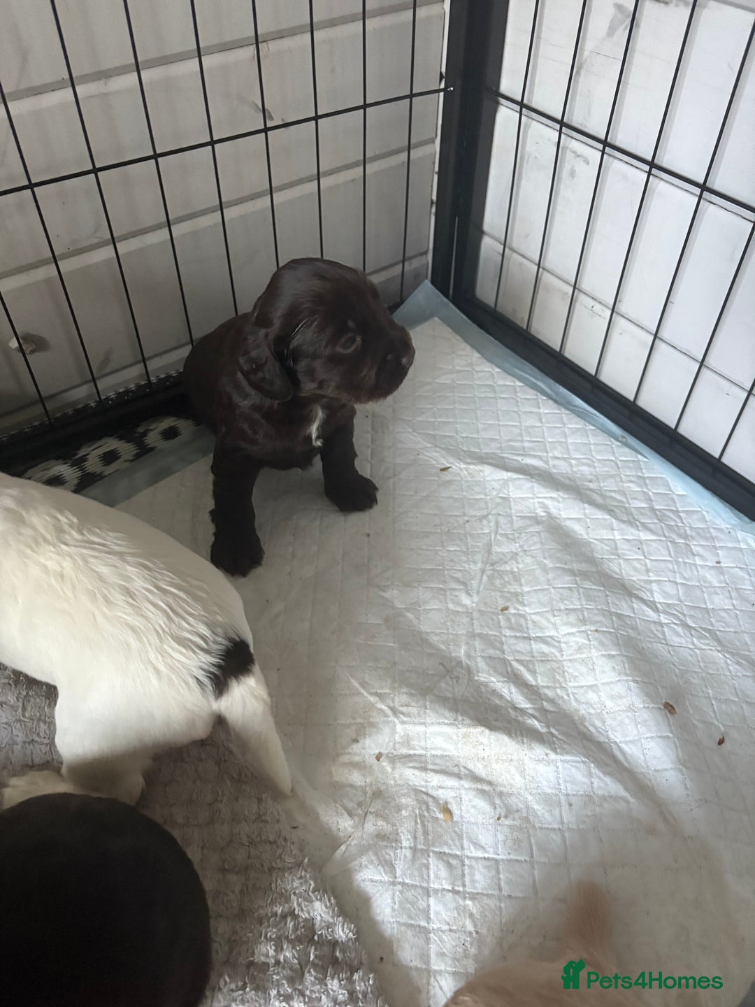 Cocker Spaniel dogs for sale: KC FTCH working cocker spaniel puppy’s  - Image 31