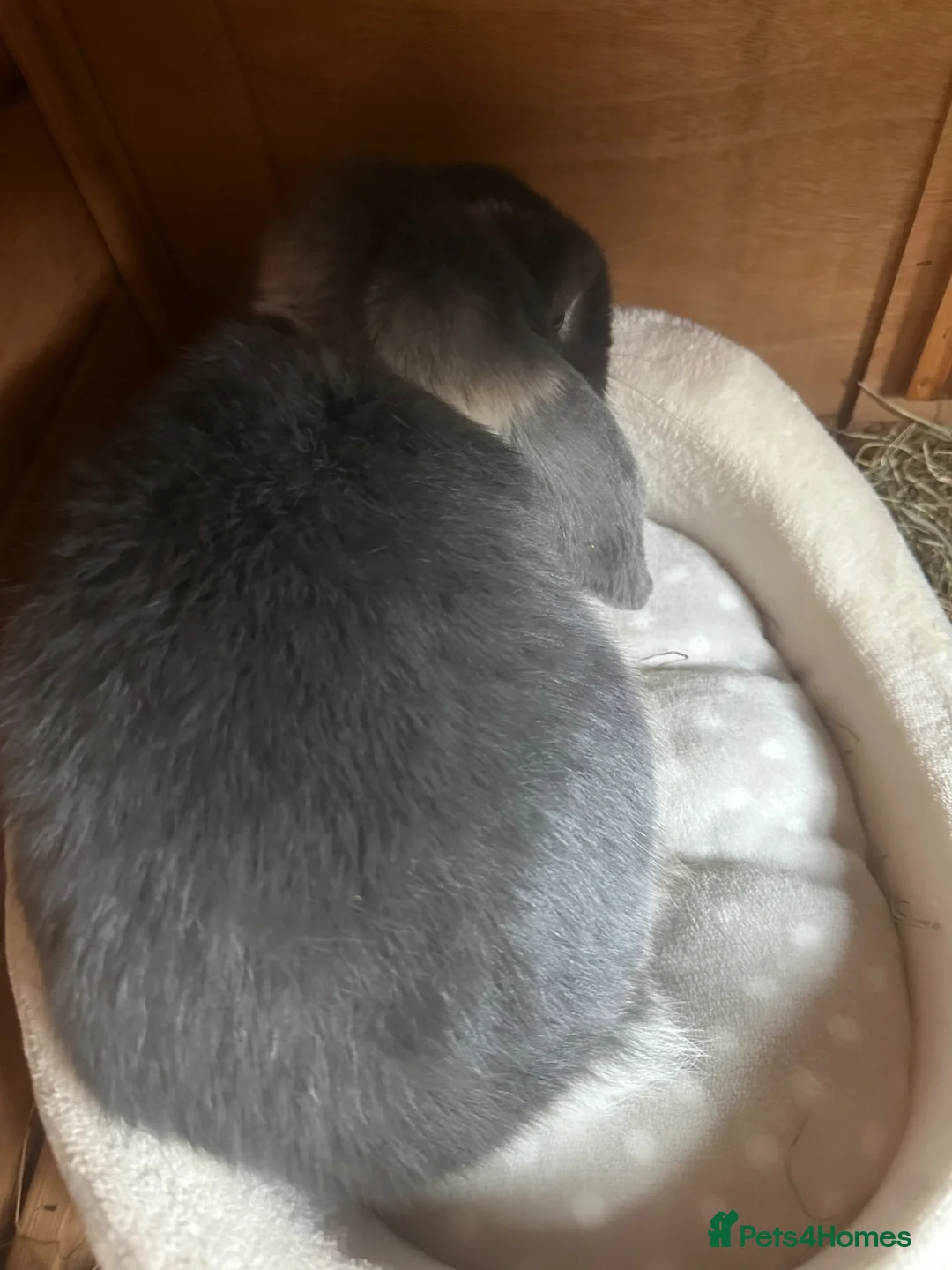 Mini Lop rabbits for sale: Mini lop in Rochdale - Advert 2