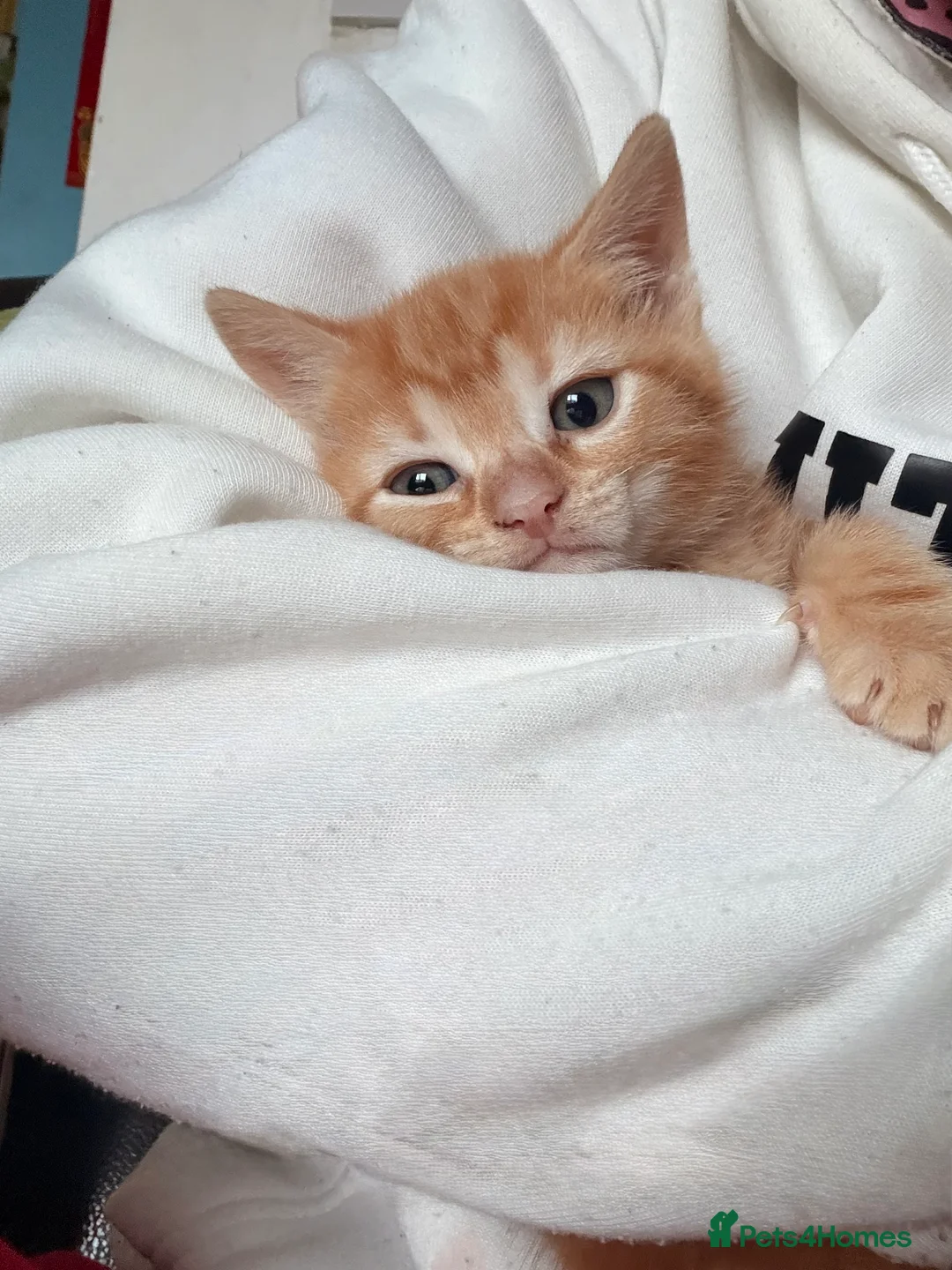 Mixed Breed cats for sale: Adorable 3 Kittens Looking for Loving Homes 🐾 - Advert 5