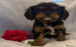 Cavalier King Charles Spaniel dogs for sale: KC REG, HEART, EYE AND DNA TESTED PARENTS - Image 19